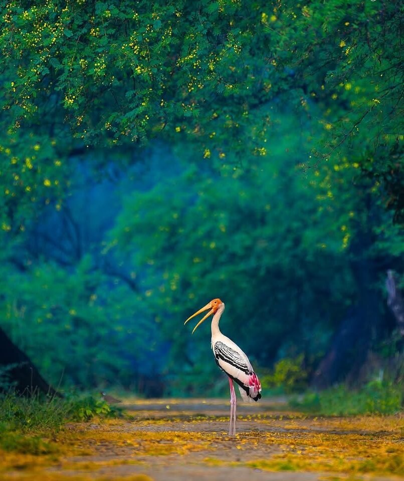 India National Park Tours 2026: The Ultimate Guide to Luxury Safaris