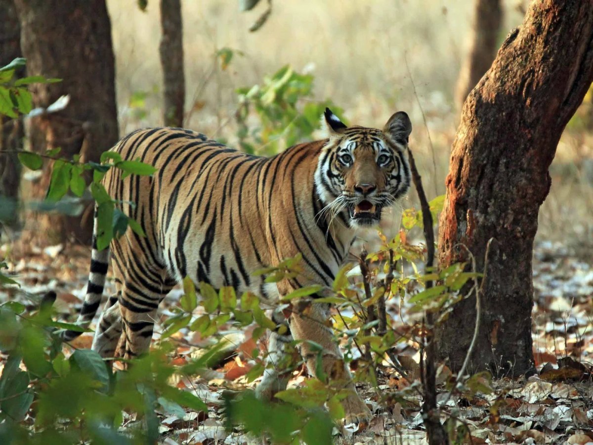 India Jungle Safari Tours: Experience Luxury Wildlife Expeditions