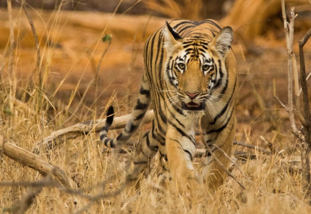 Tiger Parks in India
