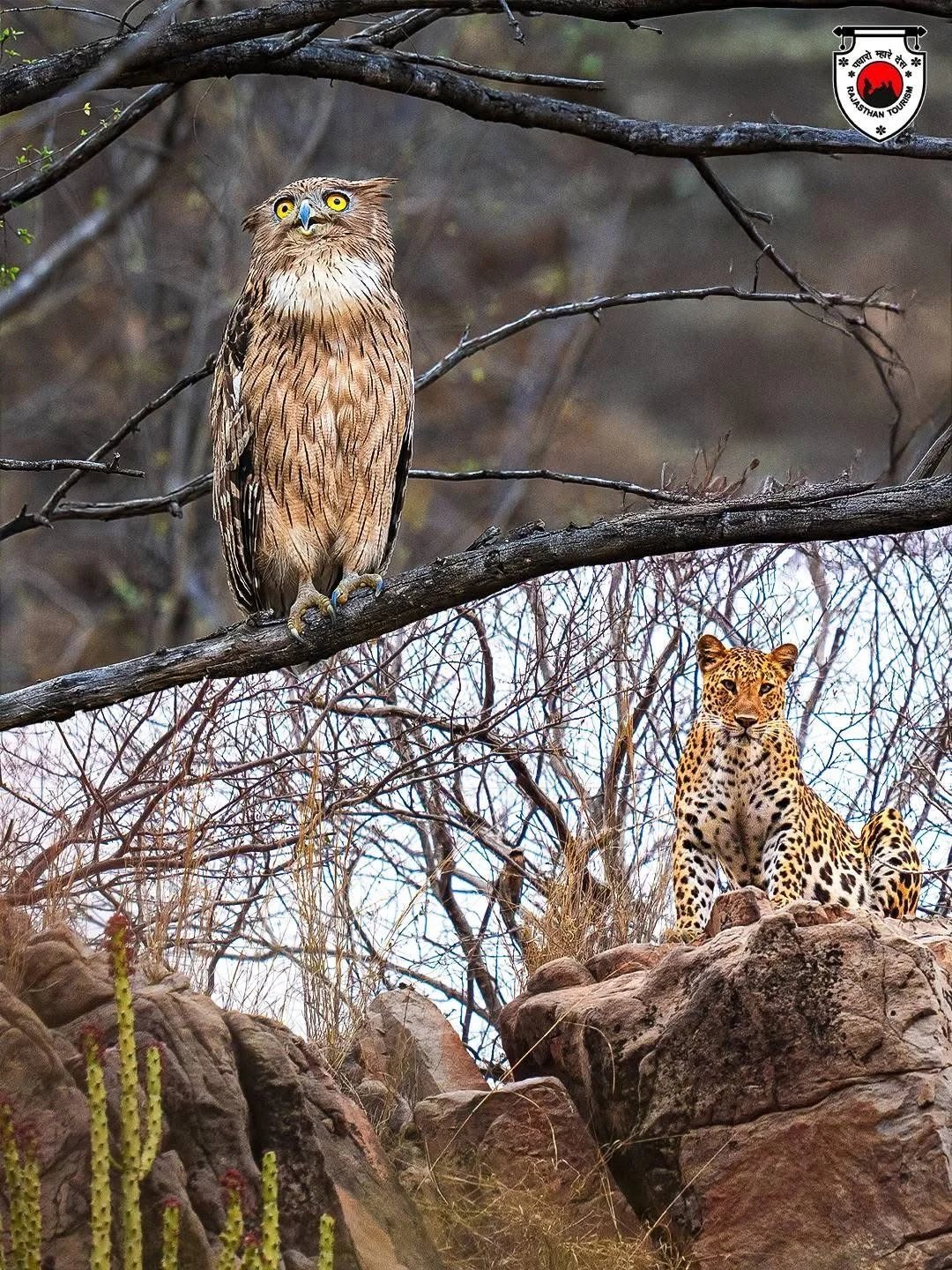 India National Park Tours 2026: The Ultimate Guide to Luxury Safaris