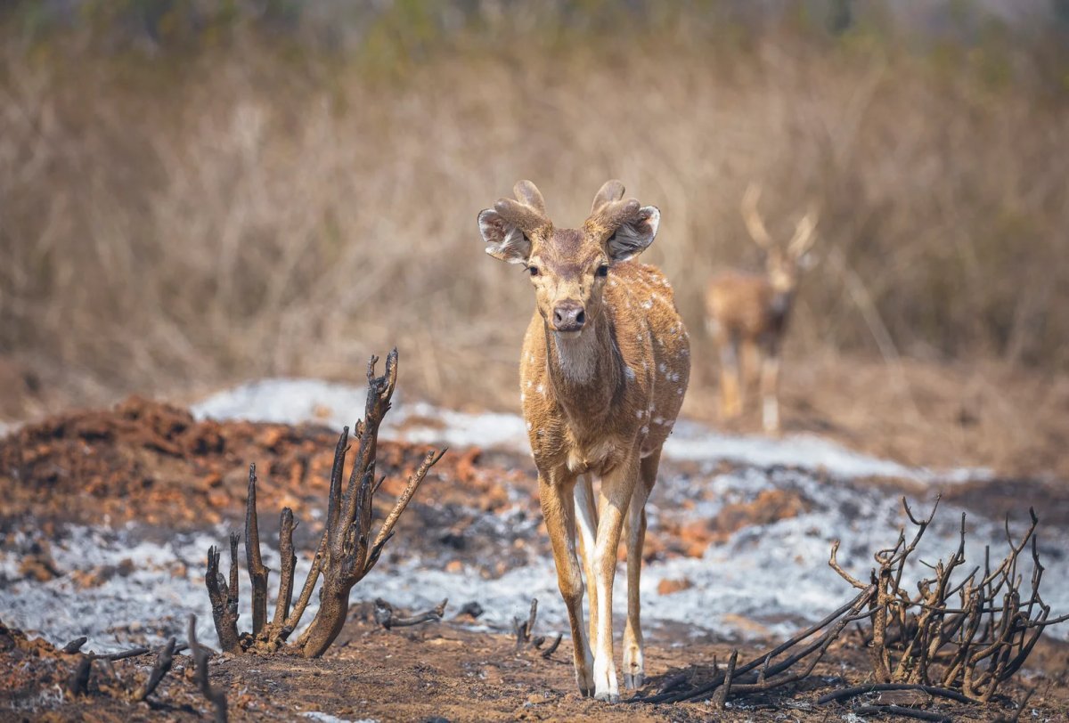 India Nature Travel Packages -Tailor-Made Luxury Journeys Into the Wild