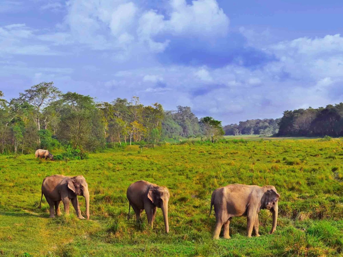 Luxury Lodges in Nepal’s Chitwan National Park: The 2026 Safari Guide