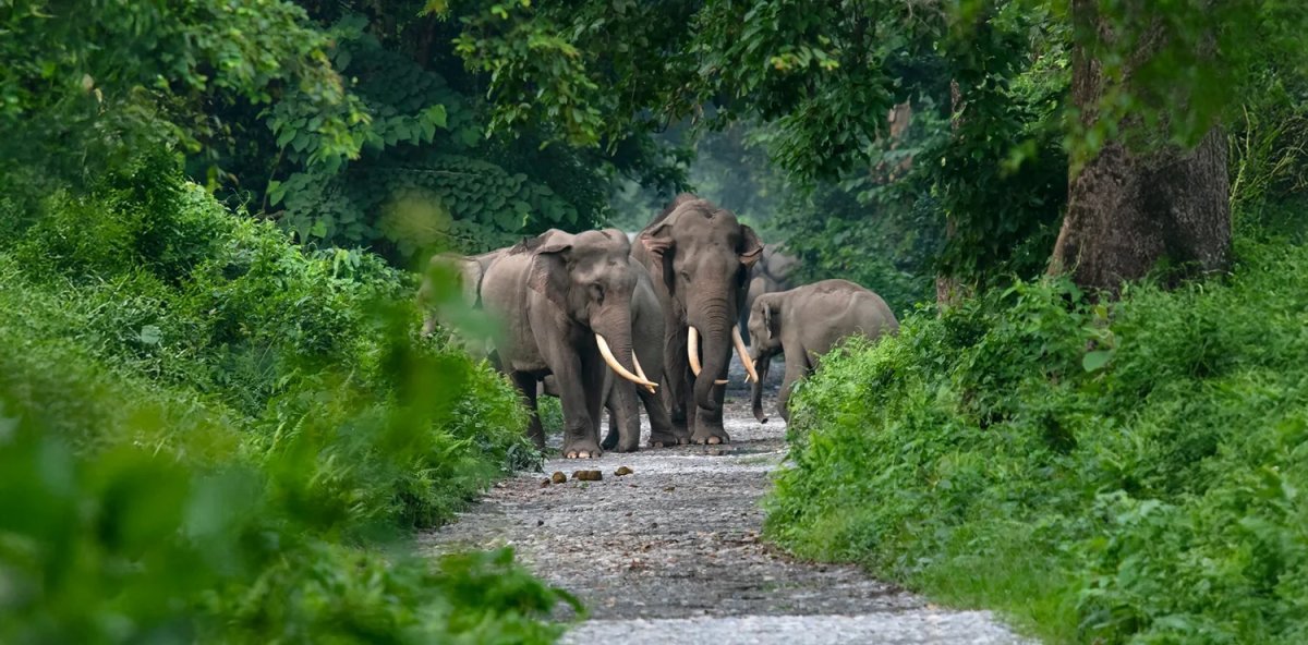 Luxury Brahmaputra River Cruise India: Complete Guide
