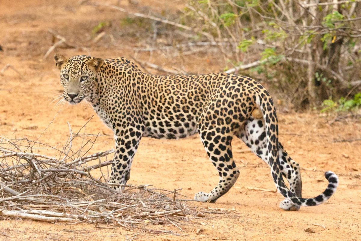 Leopard Safari in Yala, Sri Lanka: The Ultimate Luxury Wildlife Guide (2026)