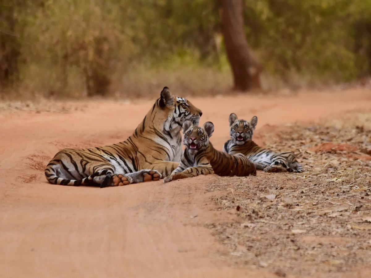 Expert Guide to Kanha Wildlife Sanctuary Safaris